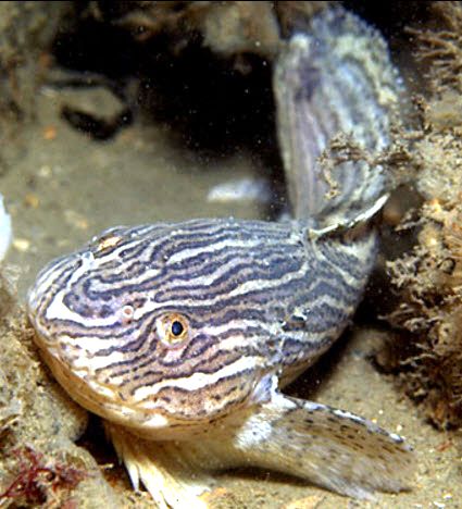 Liparis liparis_04.jpg